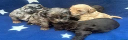Cockapoo dogs for sale: 5 F1 cockapoo pups  - Advert 13