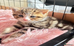 Bengal cats for sale: Kitten  - Image 4