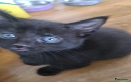 Mixed Breed cats for sale: Kittens for sale  - Advert 21