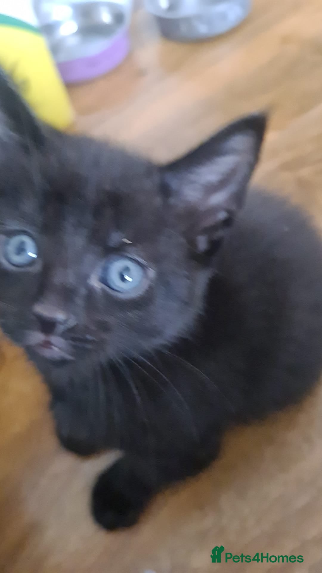 Mixed Breed cats for sale: Kittens for sale  - Advert 21