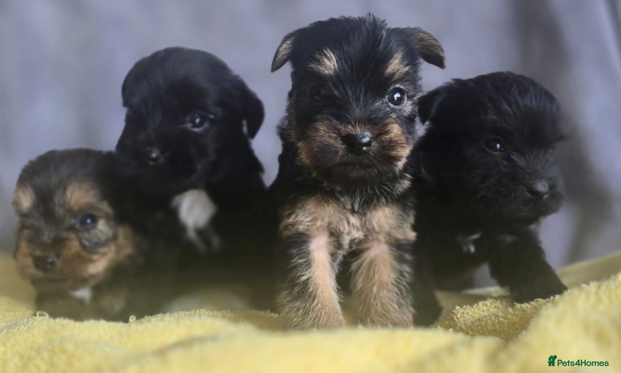Cairn Terrier dogs Cairn terrier x Yorkie puppies  - Advert 9