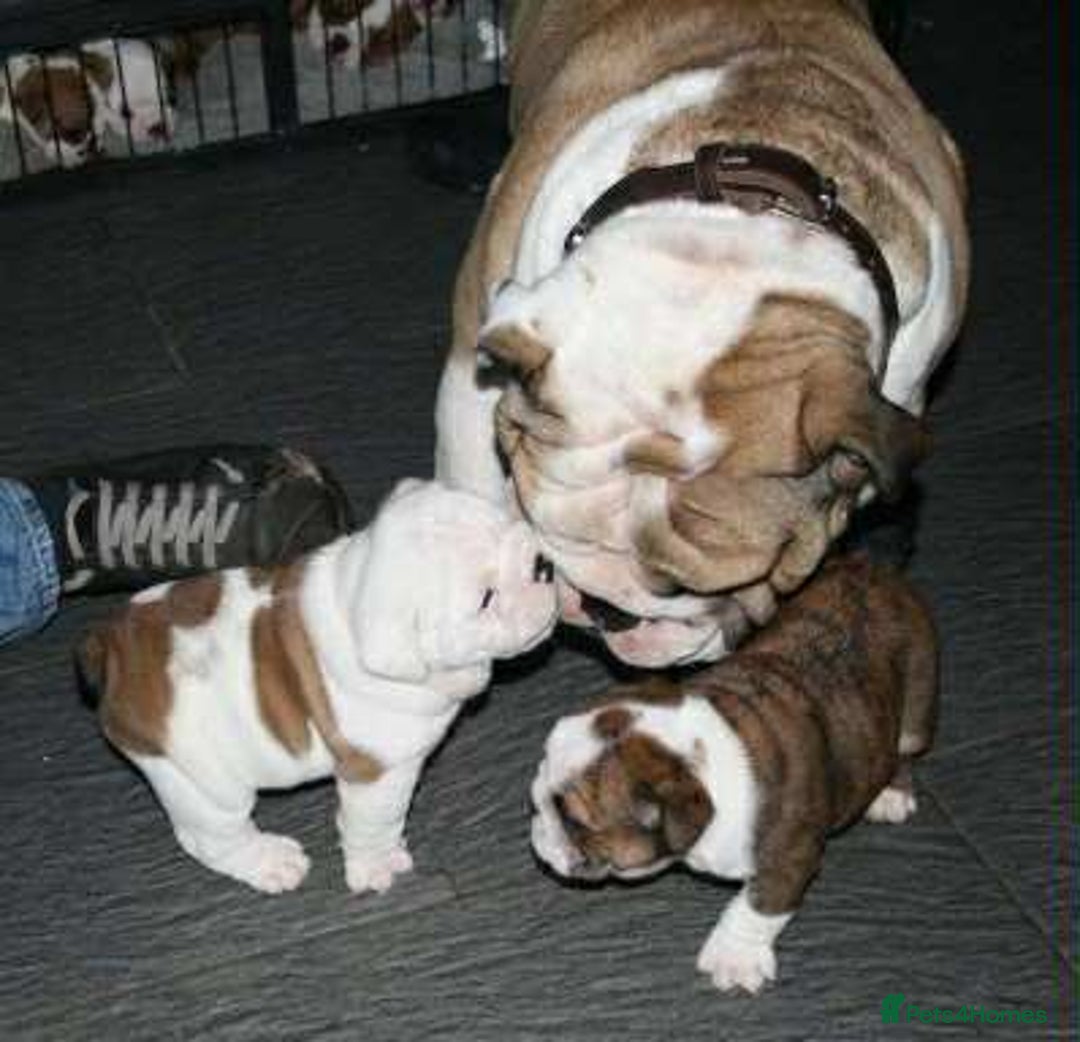 English Bulldog dogs for sale: 😍 Beautiful English bulldog puppies 🐶 ❤️  - Advert 2