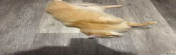 Siberian cats for sale: Siberian Male Cat  - Advert 4