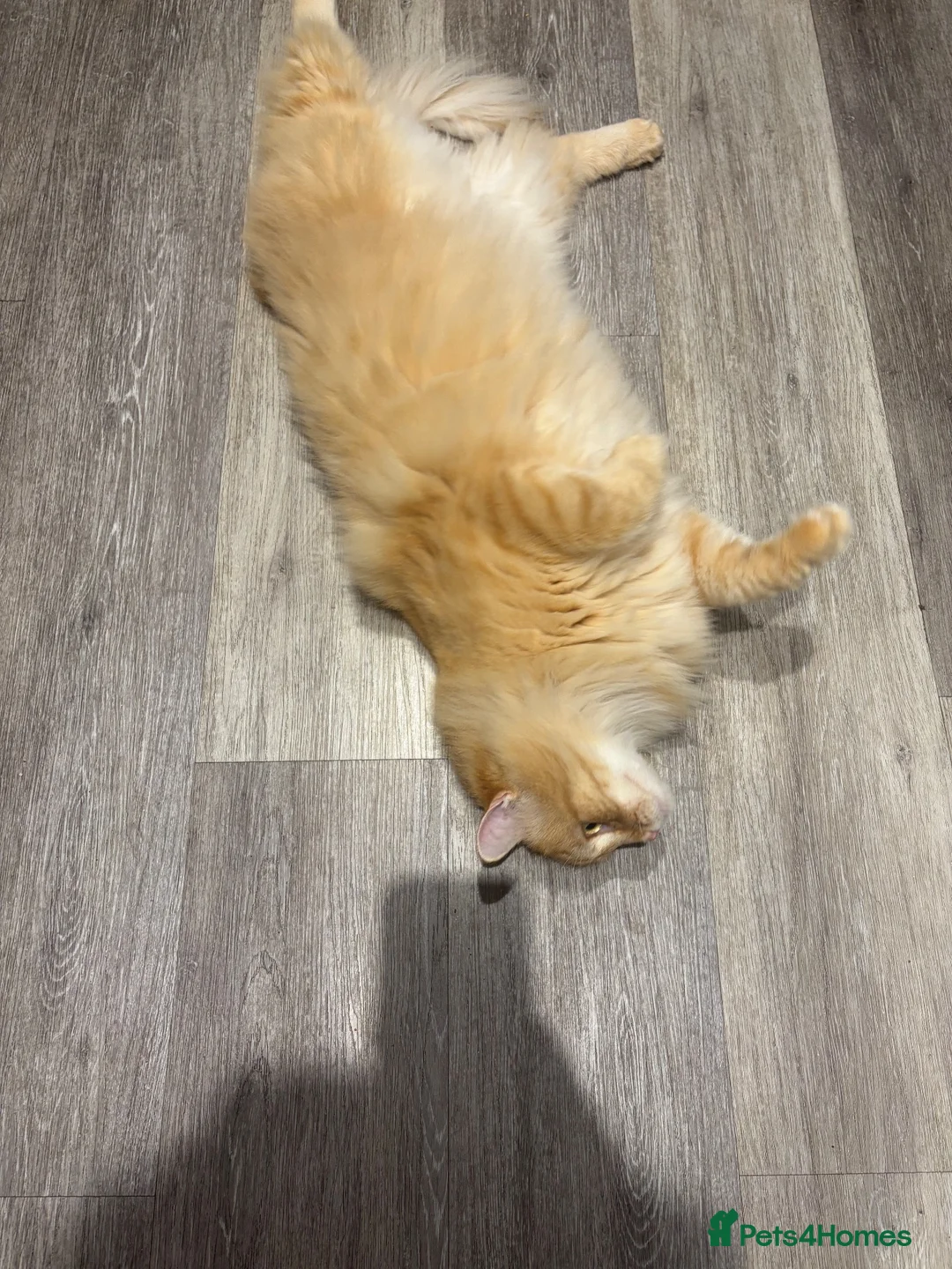Siberian cats for sale: Siberian Male Cat  - Advert 4
