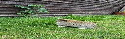Mini Lop rabbits for sale: Jozsef - Advert 6