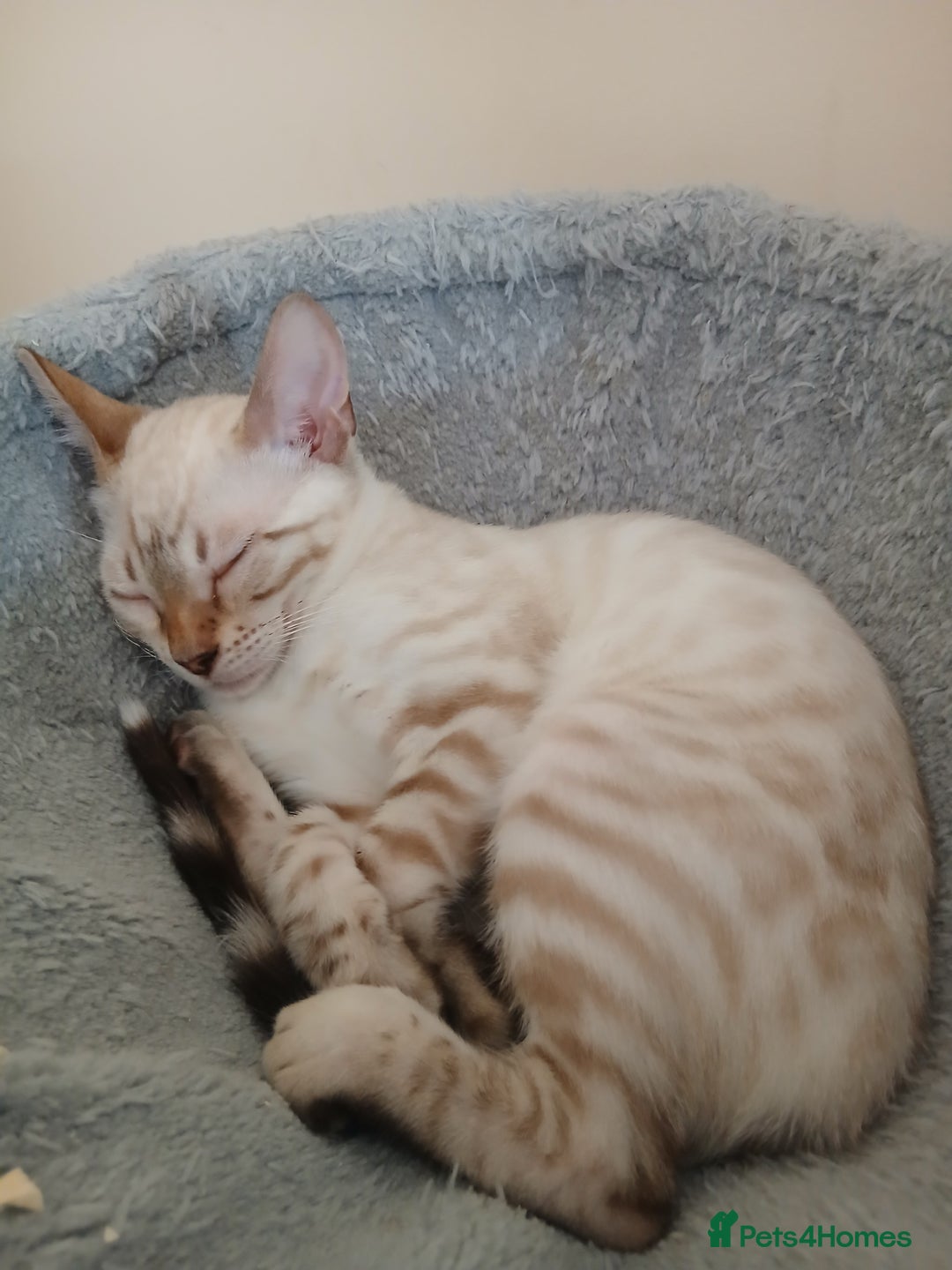 Bengal cats for sale: Health-checked TICA Family Bengal Kitten READY NOW in Warminster - Image 14
