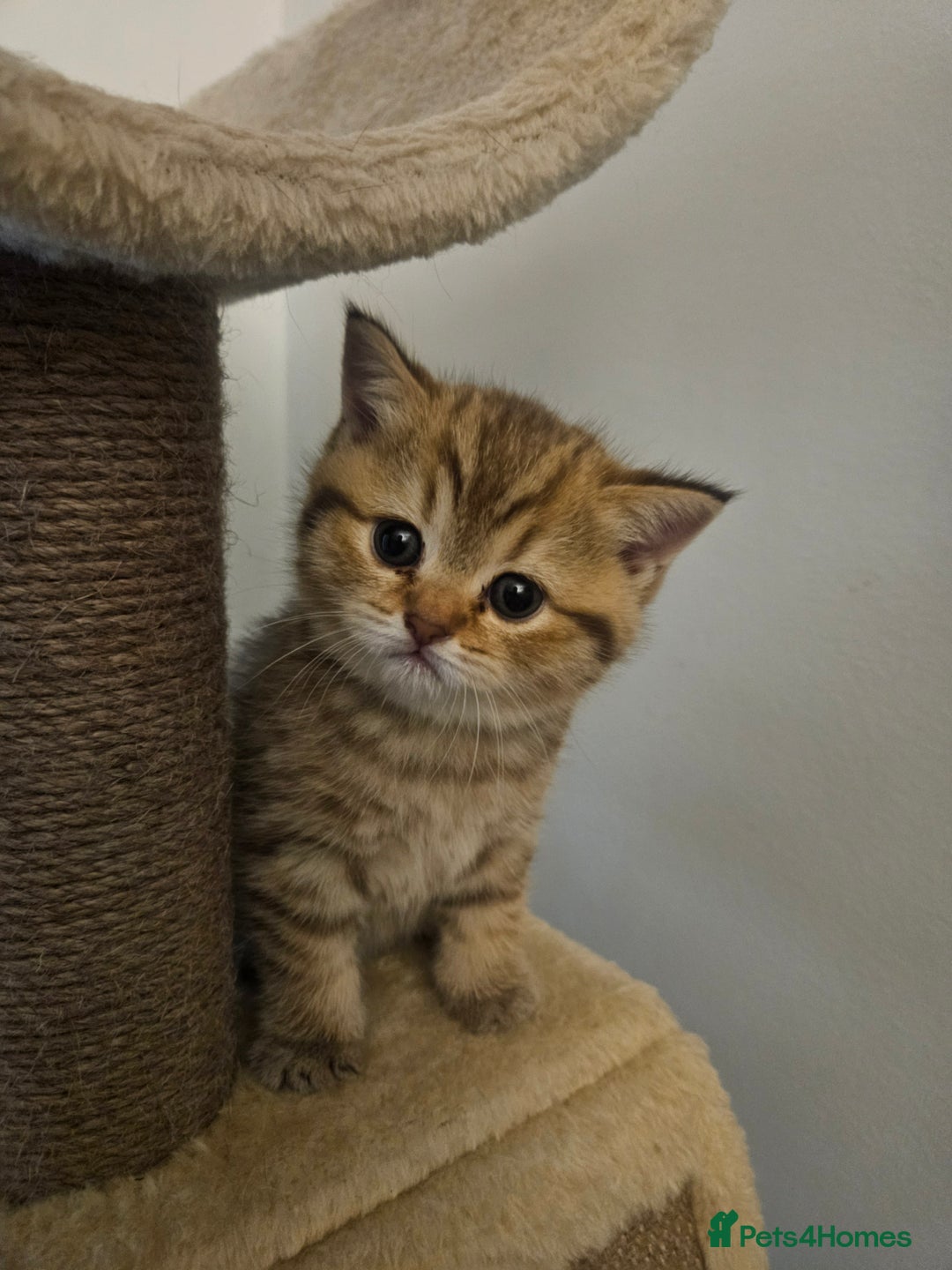 British Shorthair cats for sale: British Shorthair kittens! MALE BACK AVAILABLE!  - Advert 12