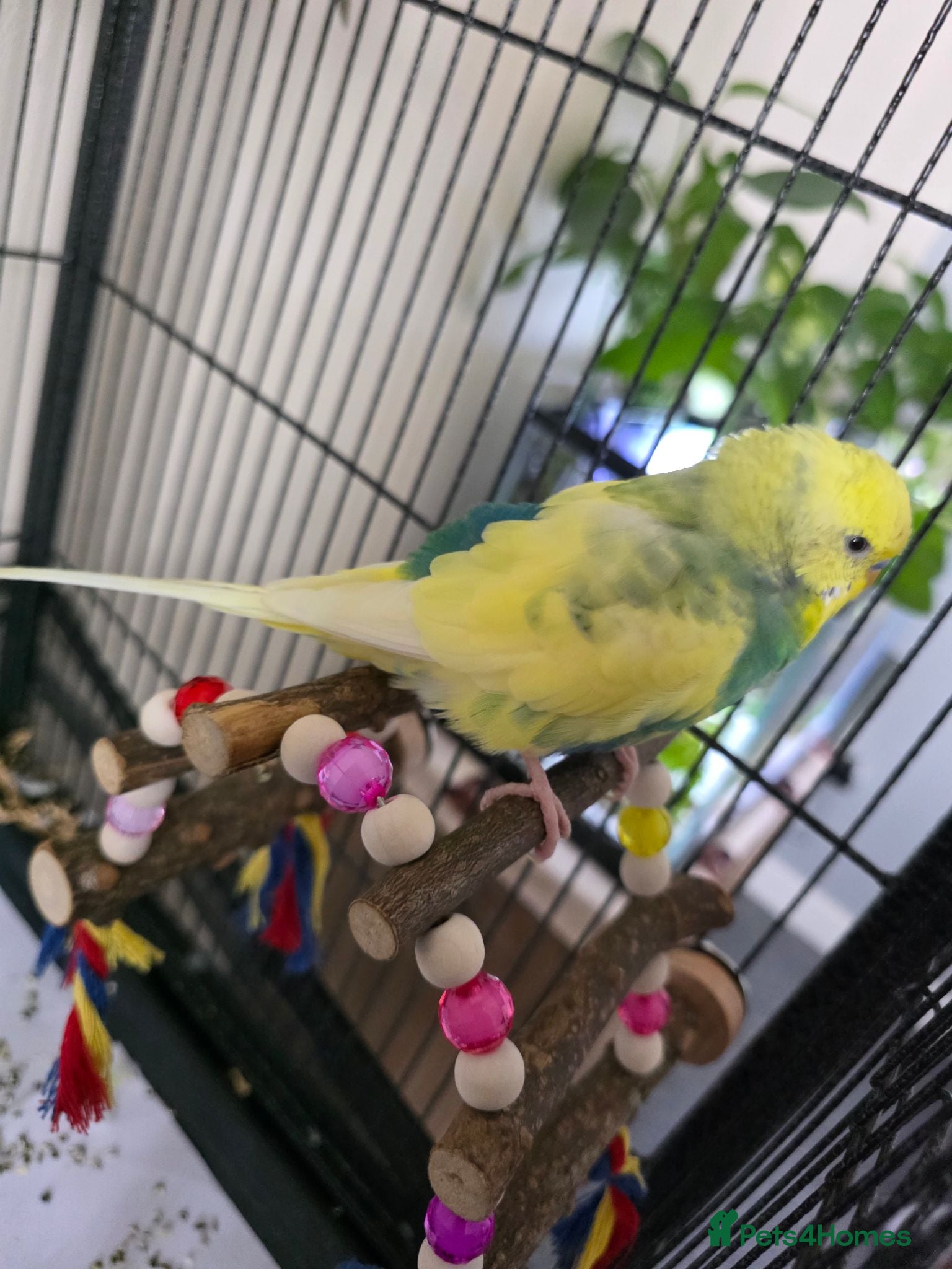 Budgerigars birds 🦜💙 Budgie Pair Looking for a New Home 💚🦜 - Advert 14