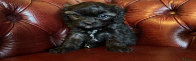 Cavapoo Puppy 2