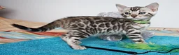 Bengal cats for sale: Superb Quality Bengal Kittens - Advert 6