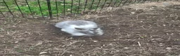 Mini Lion Lop rabbits for sale: Beautiful Mini lionlops  - Advert 3