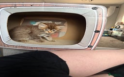 Ragdoll cats for sale: RARE full RAGDOLL BABYS  - Image 22