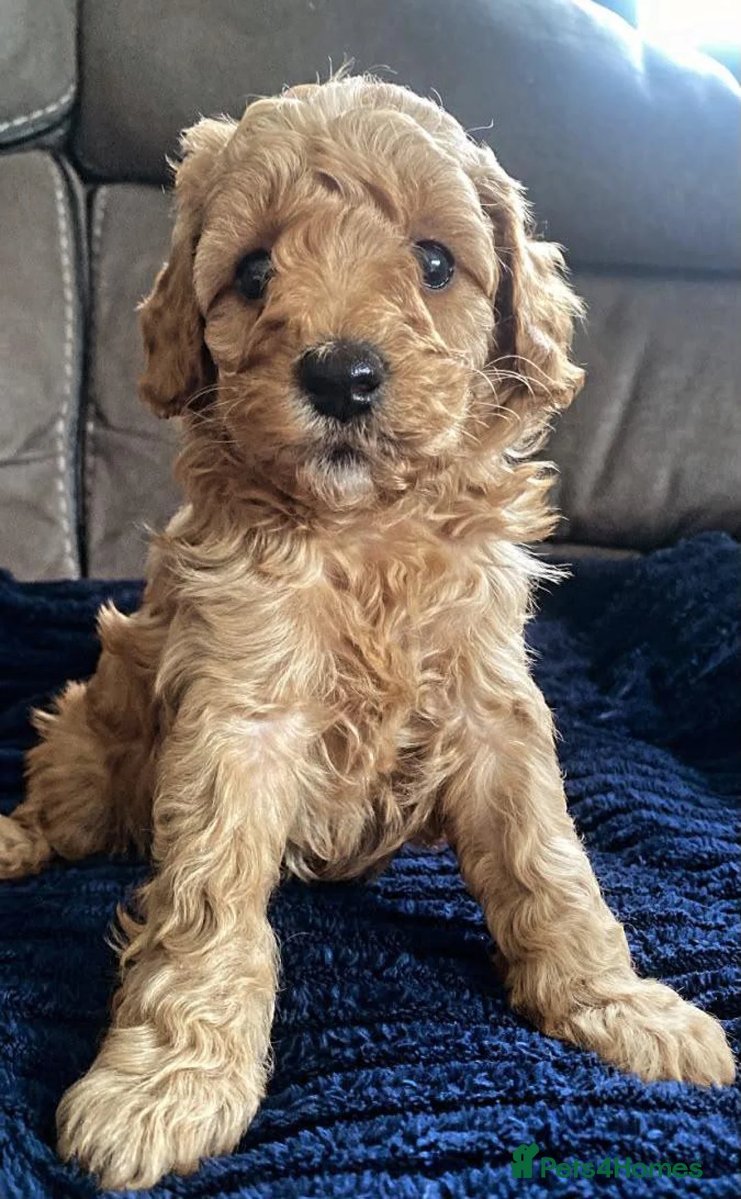 Cavapoo dogs for sale: BEAUTIFUL TOY CAVAPOO PUPPIES £995  in Letchworth Garden City - Advert 2