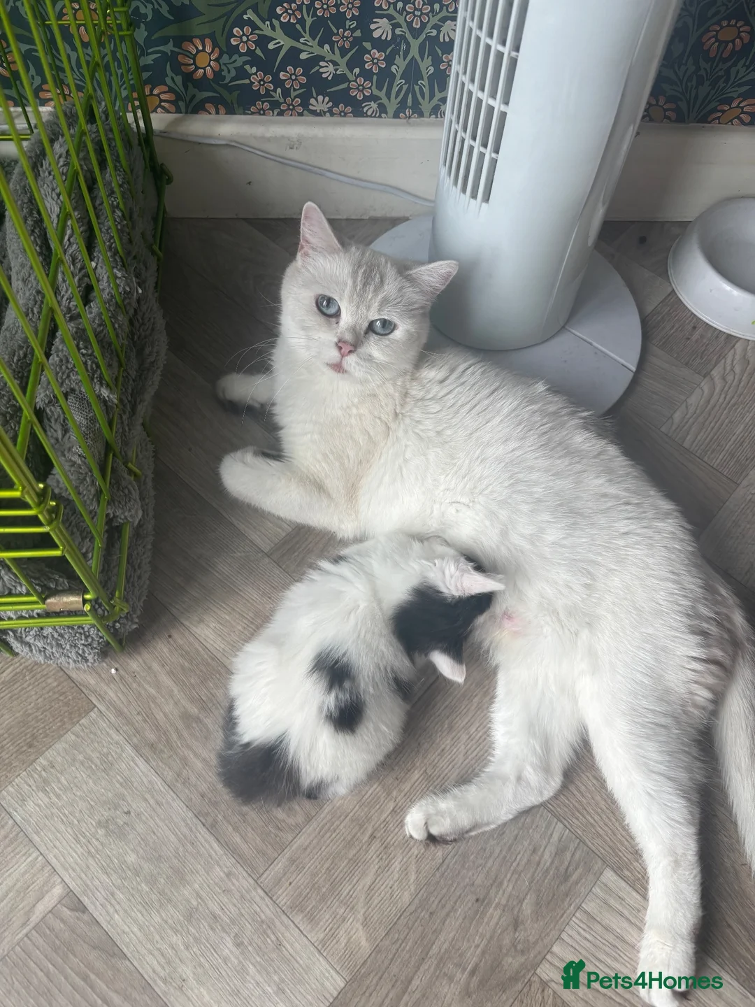 Mixed Breed cats for sale: Male Kittens  - Advert 2