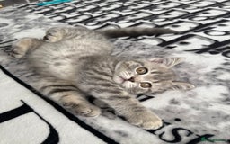 Scottish Fold cats for sale: scottish fold kittens  - Image 16
