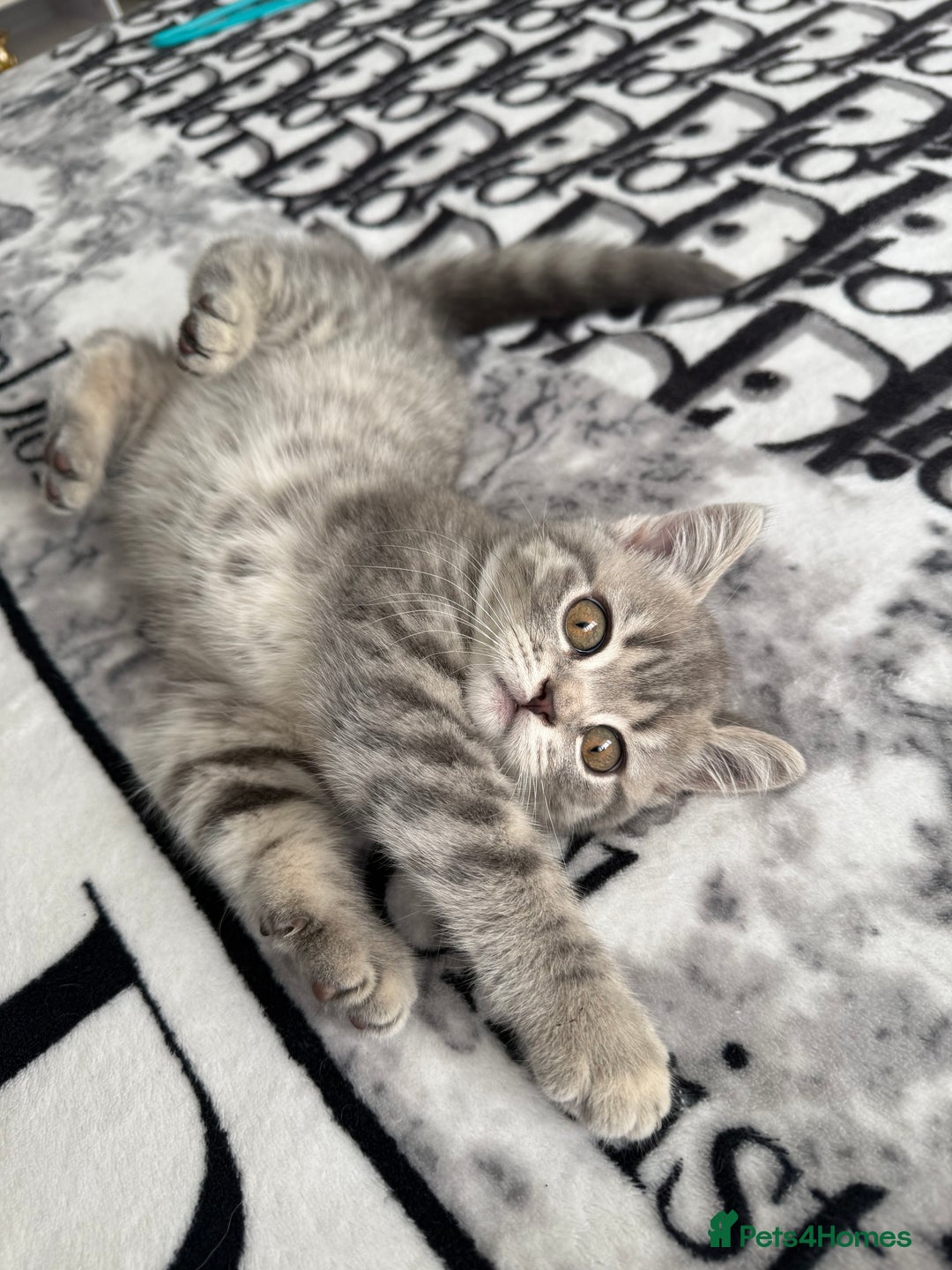 Scottish Fold cats for sale: scottish fold kittens  - Image 16