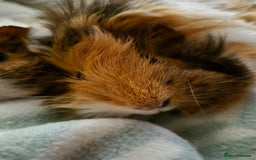 Guinea Pig rodents for sale: 2 female bonded Guinea Pigs - Advert 3