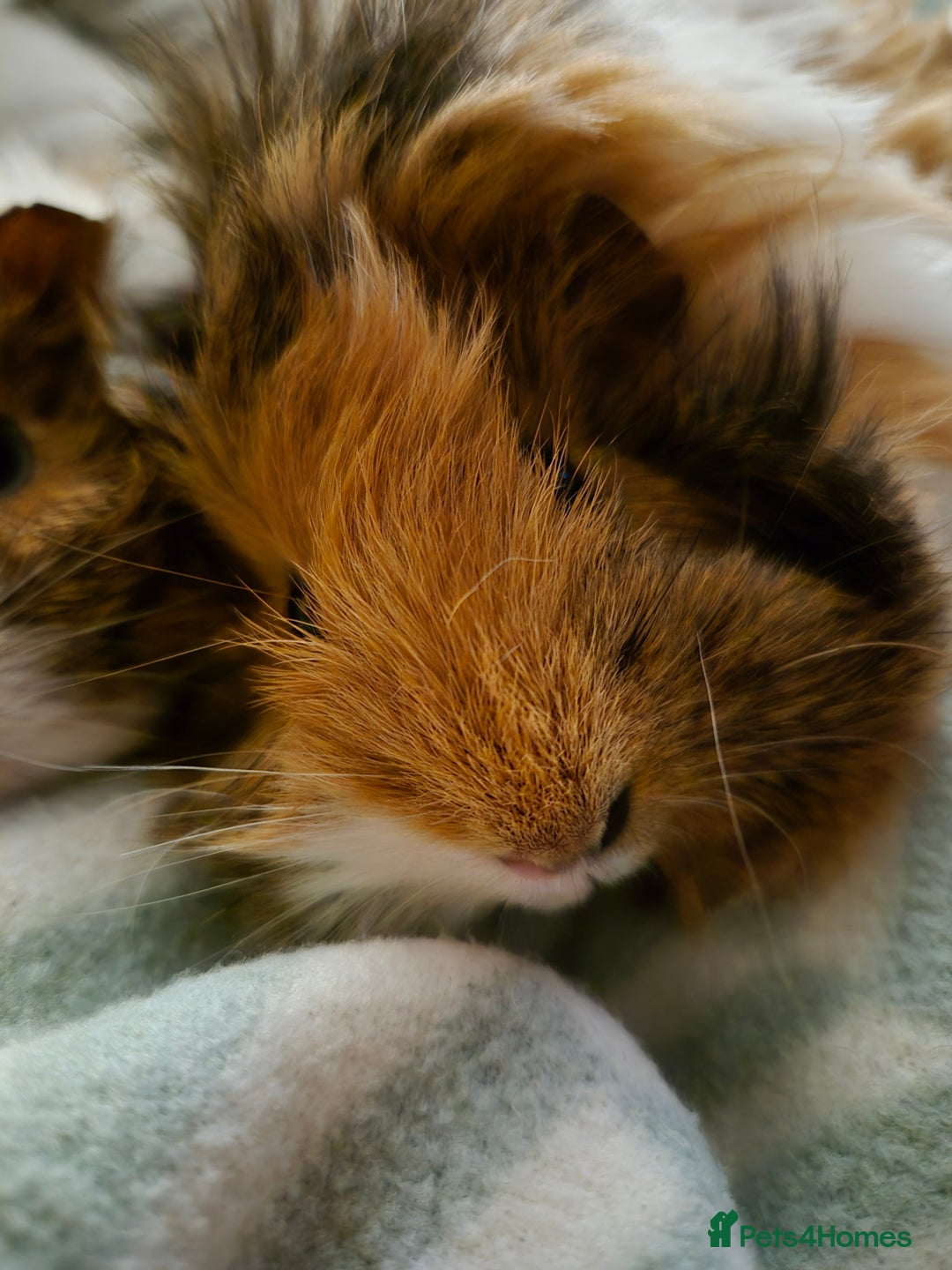 Guinea Pig rodents for sale: 2 female bonded Guinea Pigs - Advert 3