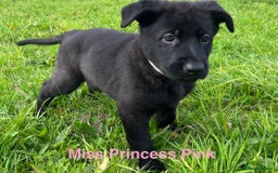 German Shepherd dogs for sale: Working Line German Shepherd Puppies - Cornwall - Image 4