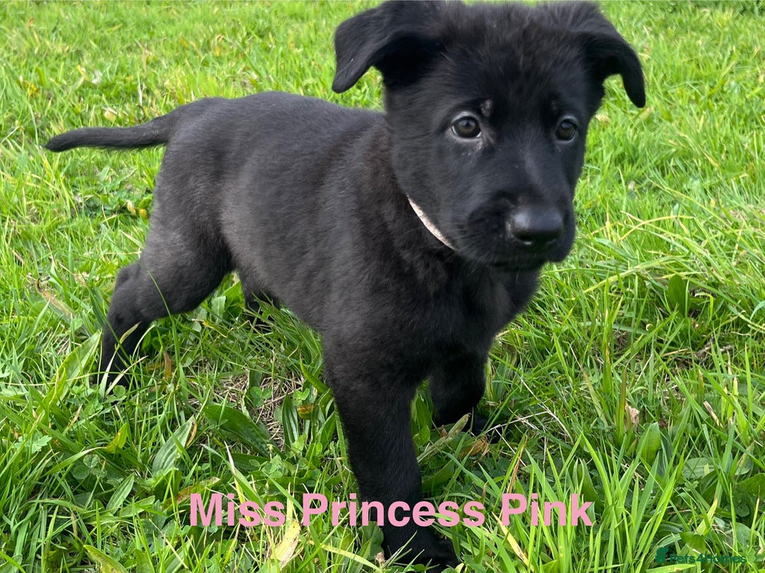 German Shepherd dogs for sale: Working Line German Shepherd Puppies - Cornwall - Image 4