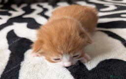 Mixed Breed cats for sale: Kittens  - Image 5