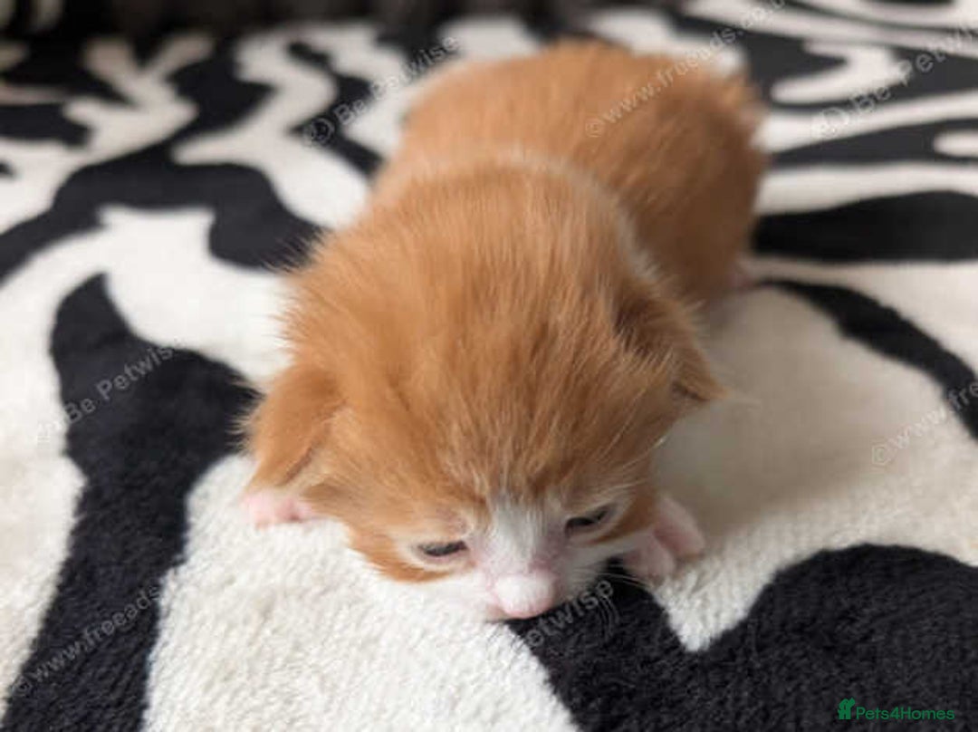 Mixed Breed cats for sale: Kittens  - Image 5