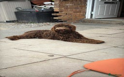 Labradoodle dogs for sale: Labradoodle - Image 5