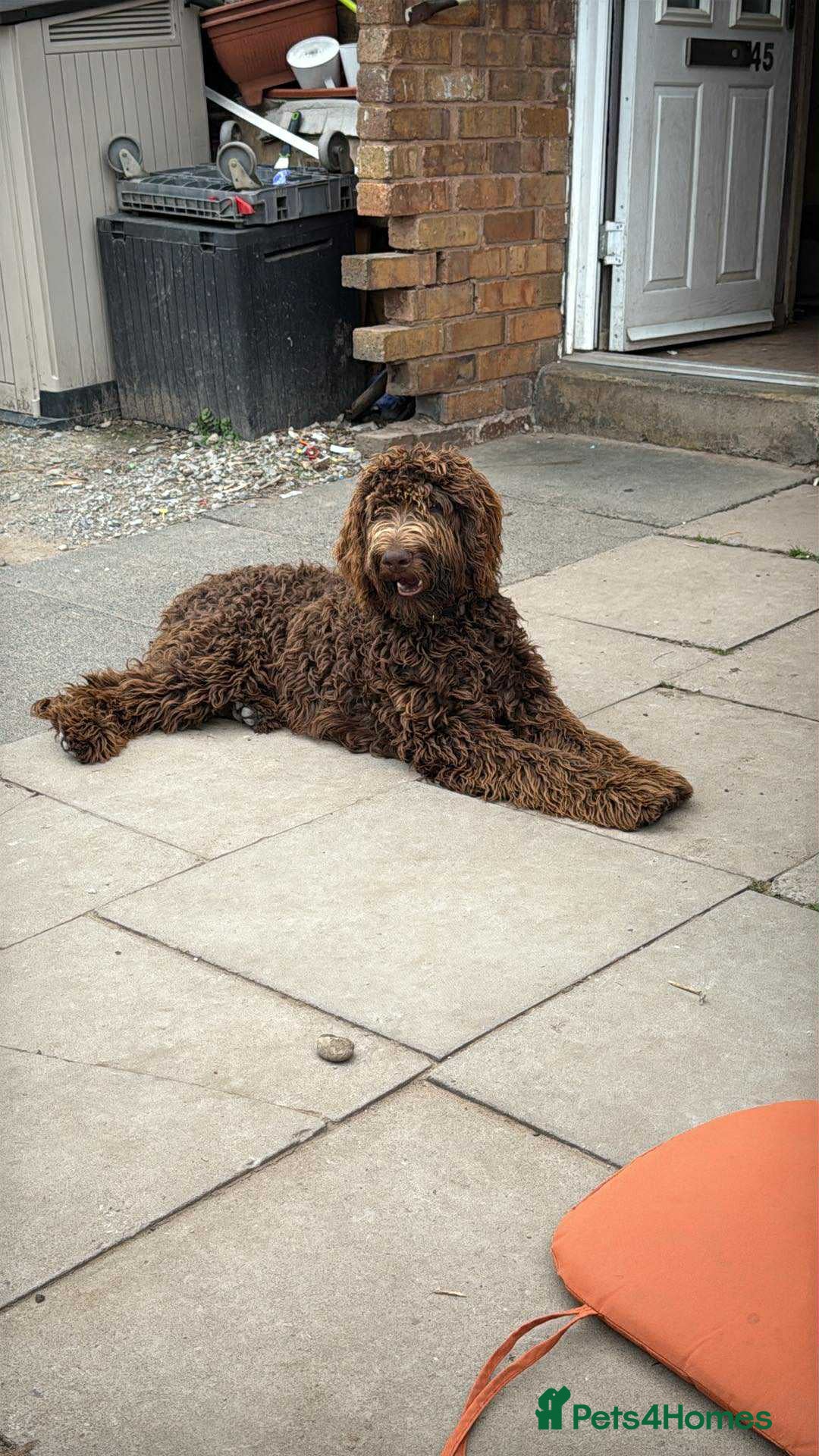 Labradoodle dogs for sale: Labradoodle - Image 5