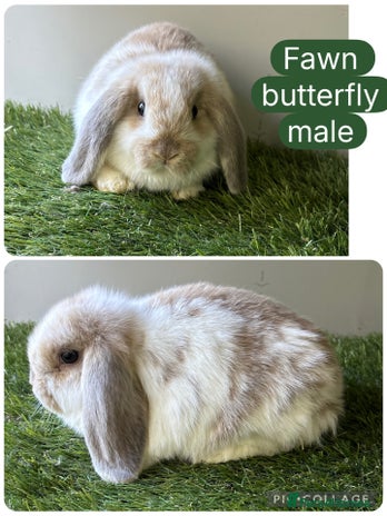 Mini Lop rabbits - Advert 4