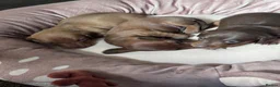 Miniature Dachshund dogs for sale: KC Registered Red Miniature Smooth dachshund pups - Advert 8
