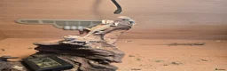 Bearded Dragon reptiles for sale: BEARDED DRAGONS TINT OF RED  - Advert 2