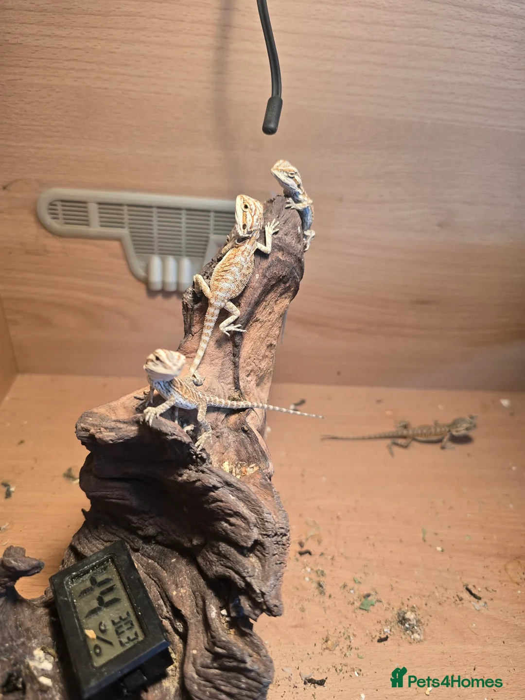 Bearded Dragon reptiles for sale: BEARDED DRAGONS TINT OF RED  - Advert 2