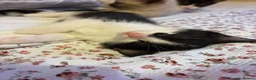 Mixed Breed cats for sale: Kittens  - Advert 6