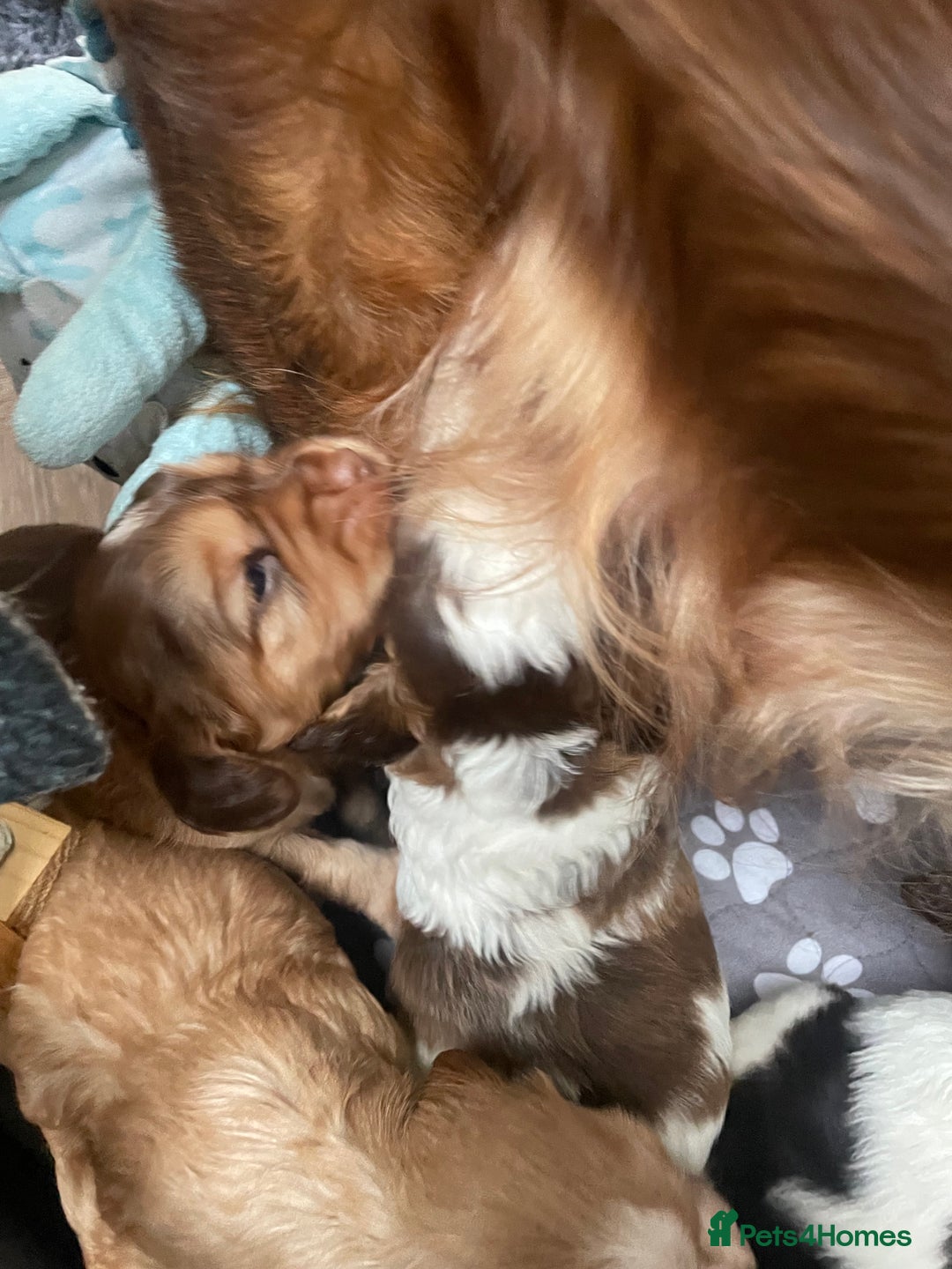 Cocker Spaniel dogs for sale: Beautiful health tested Cocker spaniel pups  - Advert 13