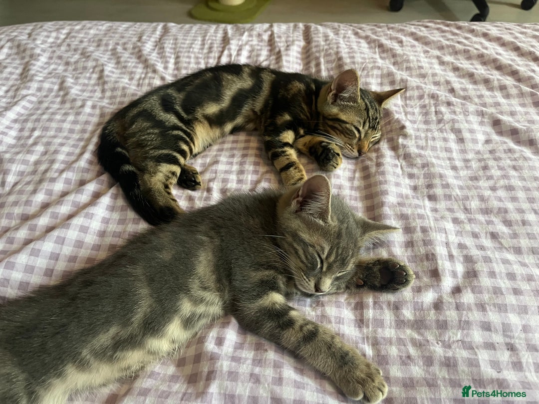 Bengal cats for sale: Gemini grey beauties - Image 28