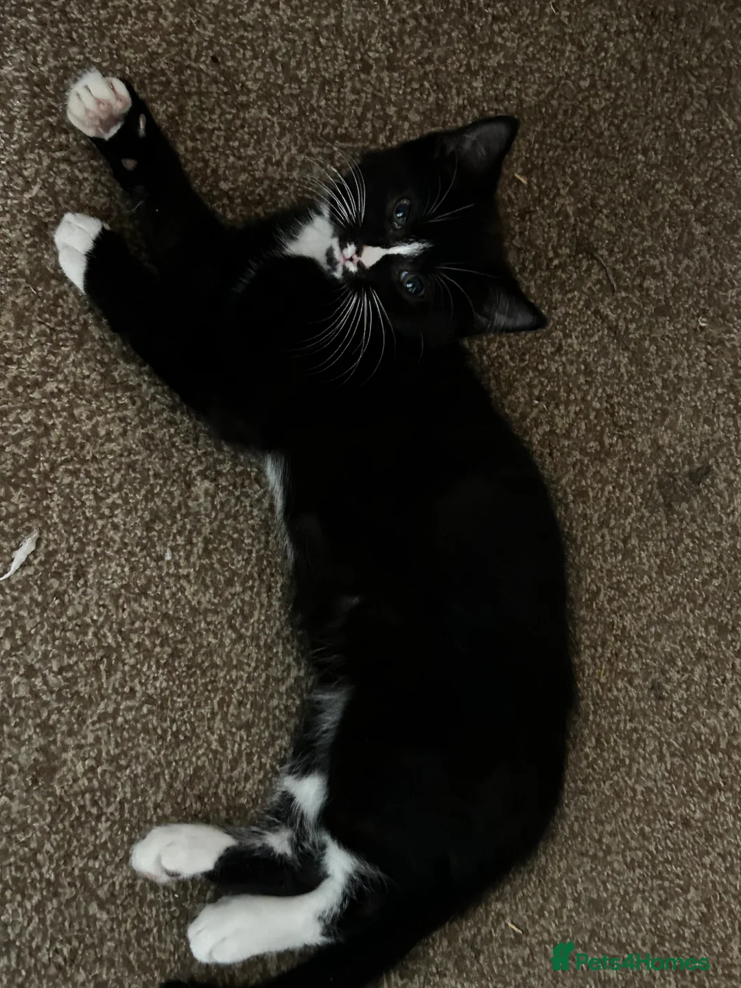 Mixed Breed cats for sale: Maine coone x domestic kittens  - Advert 13
