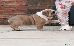 English Bulldog dogs for stud: Red Bulldog Stud - Image 25