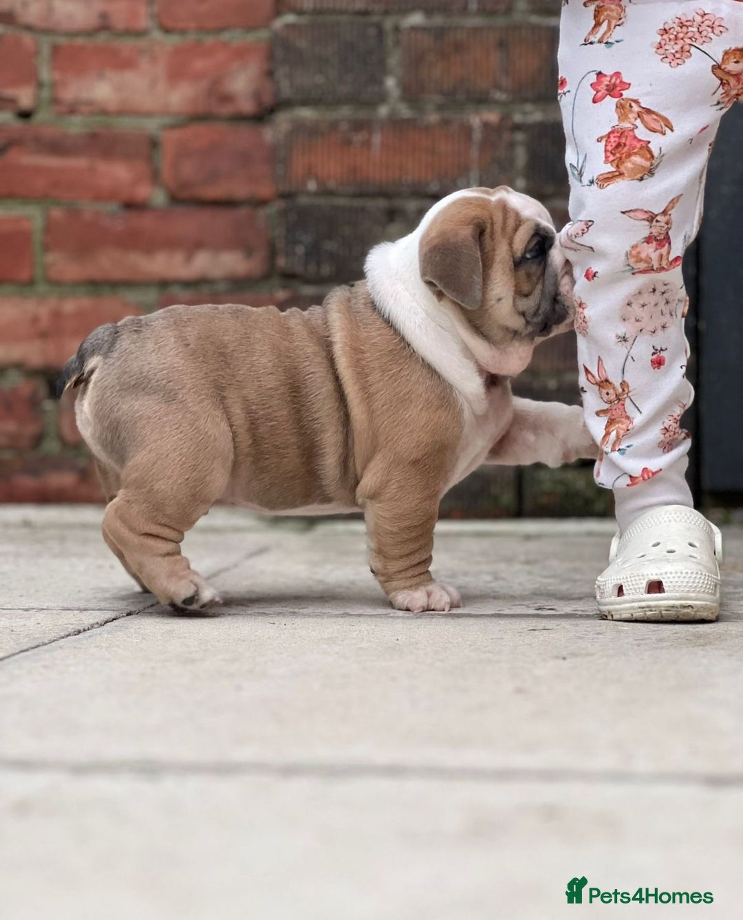 English Bulldog dogs for stud: Red Bulldog Stud - Image 25