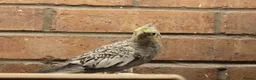 Cockatiels birds for sale: Young Cockatiels  - Advert 10