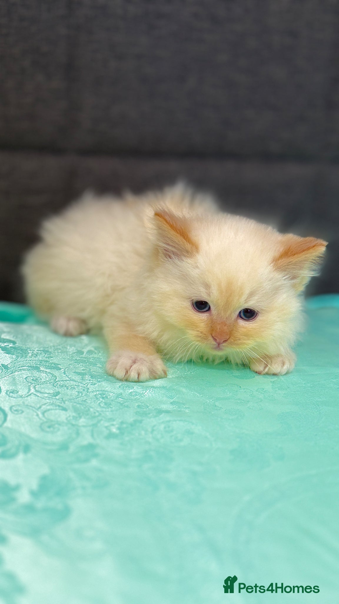 Ragdoll cats Purebred Ragdoll Kitten Flame Point 🥰Boy  - Advert 14