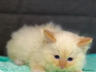 Ragdoll cats Purebred Ragdoll Kitten Flame Point 🥰Boy - Advert 14