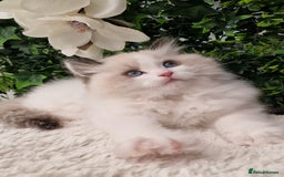 Ragdoll cats for sale: 🩷✨️Lovely Chunky EU kittens✨️🏆TICA Award cattery - Image 14