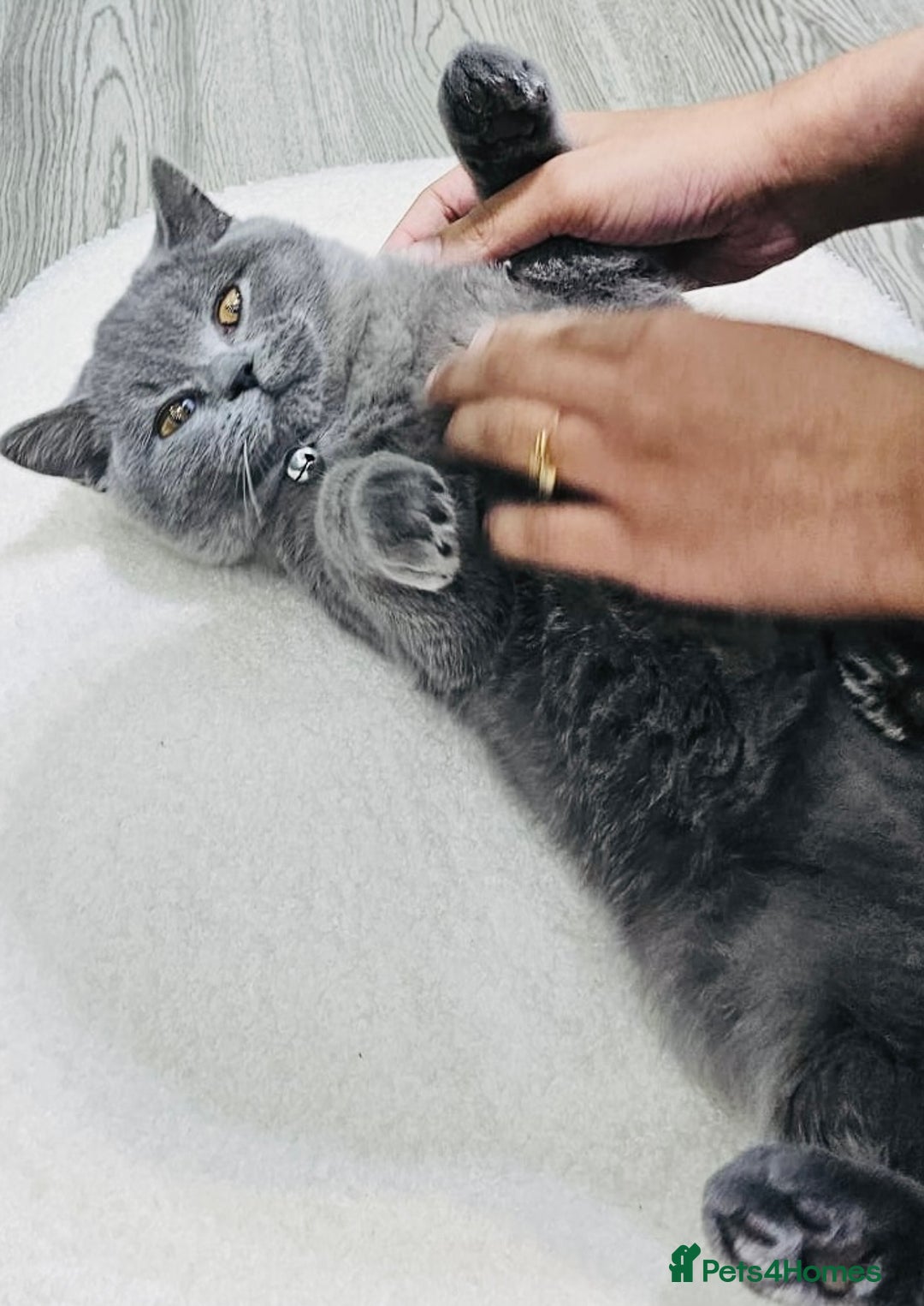 British Shorthair cats for sale: Stunning Blue British Shorthair Kitten 19 Weeks! - Advert 2