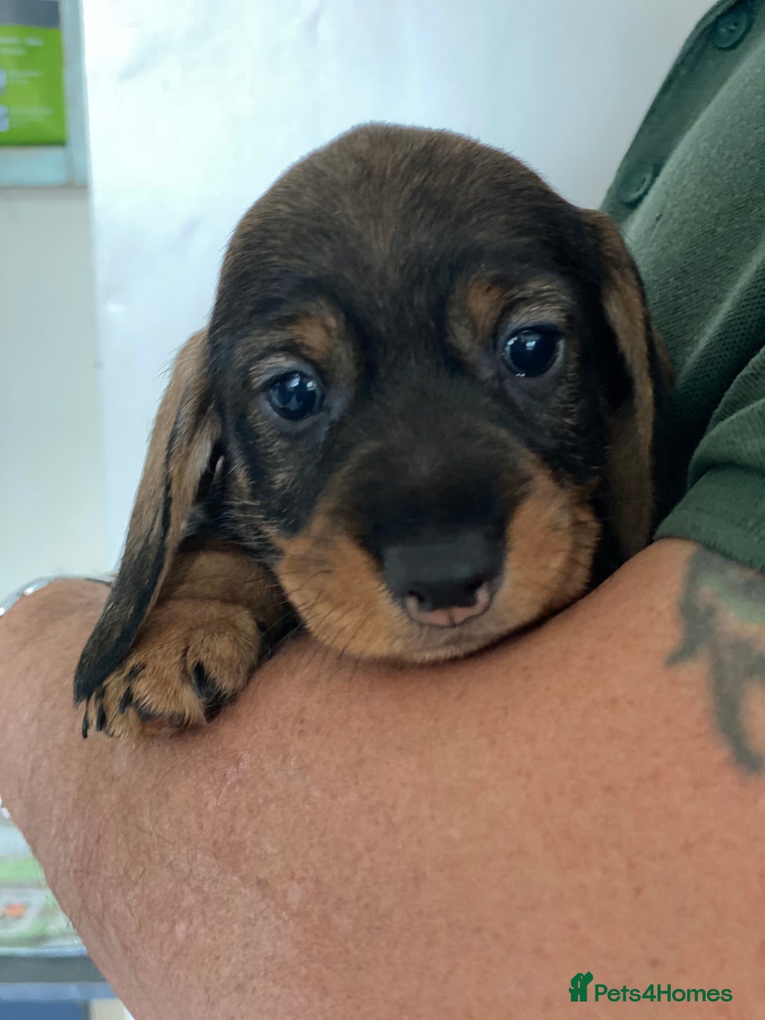 Dachshund dogs for sale: Fabulous Litter of Wirehaired Dachshund/ Teckels - Image 4