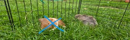 Guinea Pig rodents for sale: Male and female Guinea pigs - Advert 2