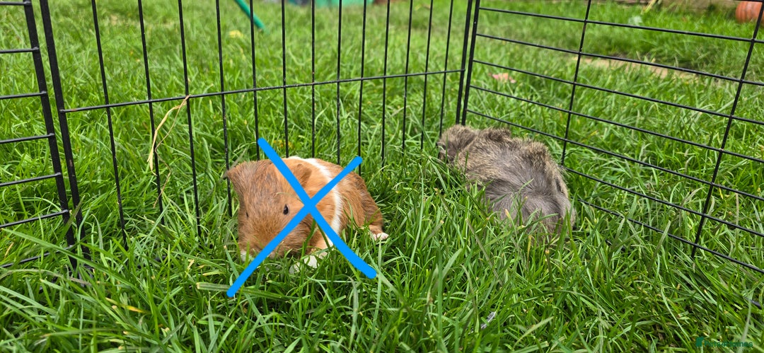 Guinea Pig rodents for sale: Male and female Guinea pigs - Advert 2