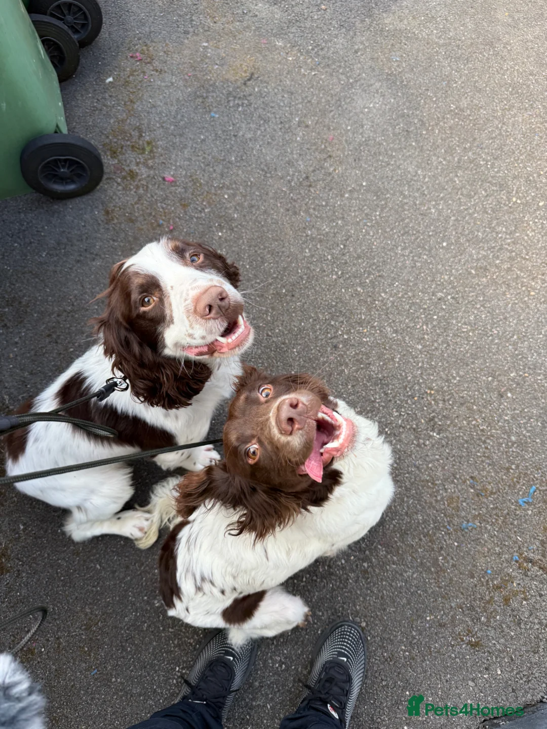 Welsh Springer Spaniel dogs for sale: 9 month old Welsh Spaniel  - Advert 6