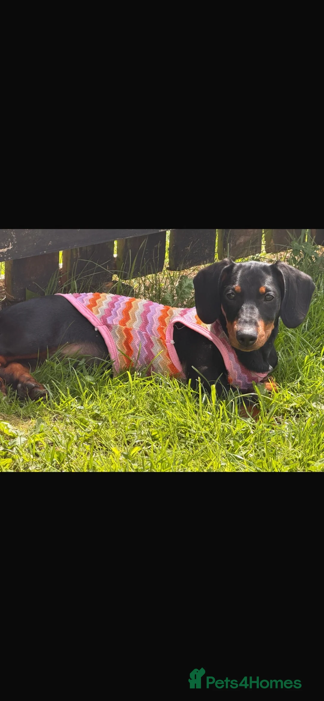 Dachshund dogs for sale: NANCY  - Advert 2