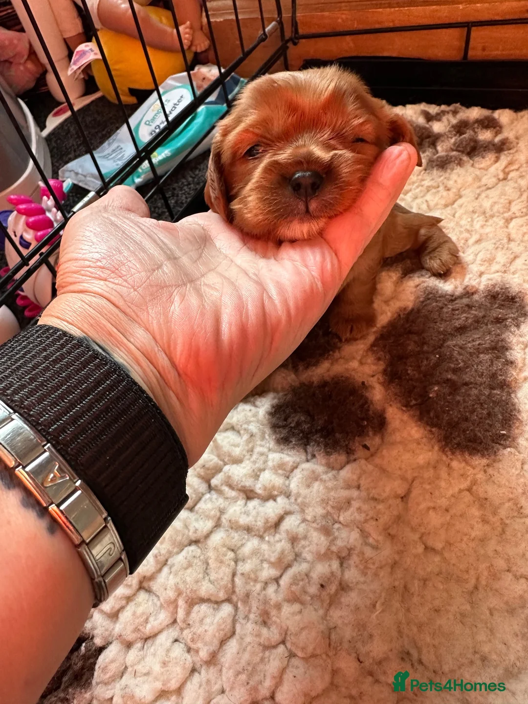Cavalier King Charles Spaniel dogs for sale: Adorable babies - Advert 14