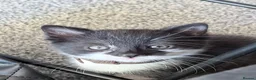 Mixed Breed cats for sale: Kittens for sale - Advert 7